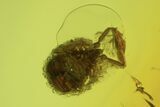 Fossil Pseudoscorpion & Fly (Diptera) Preserved In Baltic Amber #90868-2